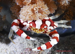 Arlequin crab
Gili trawalgan
Nikon D200, 60 macro, two ... by Marchione Giacomo 